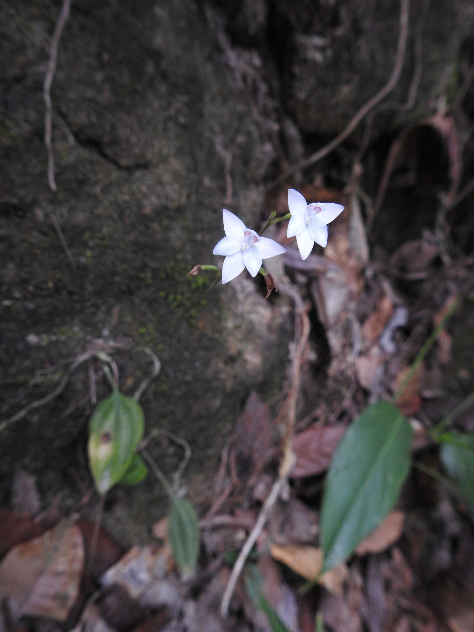 Image of Cranichis ciliilabia C. Schweinf.