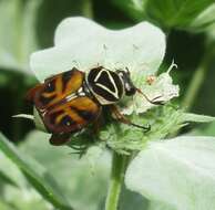 Image of Delta Flower Scarab