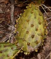 Image of Opuntia decumbens Salm-Dyck