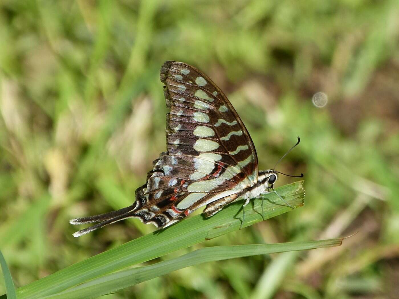 Graphium porthaon (Hewitson 1865)的圖片