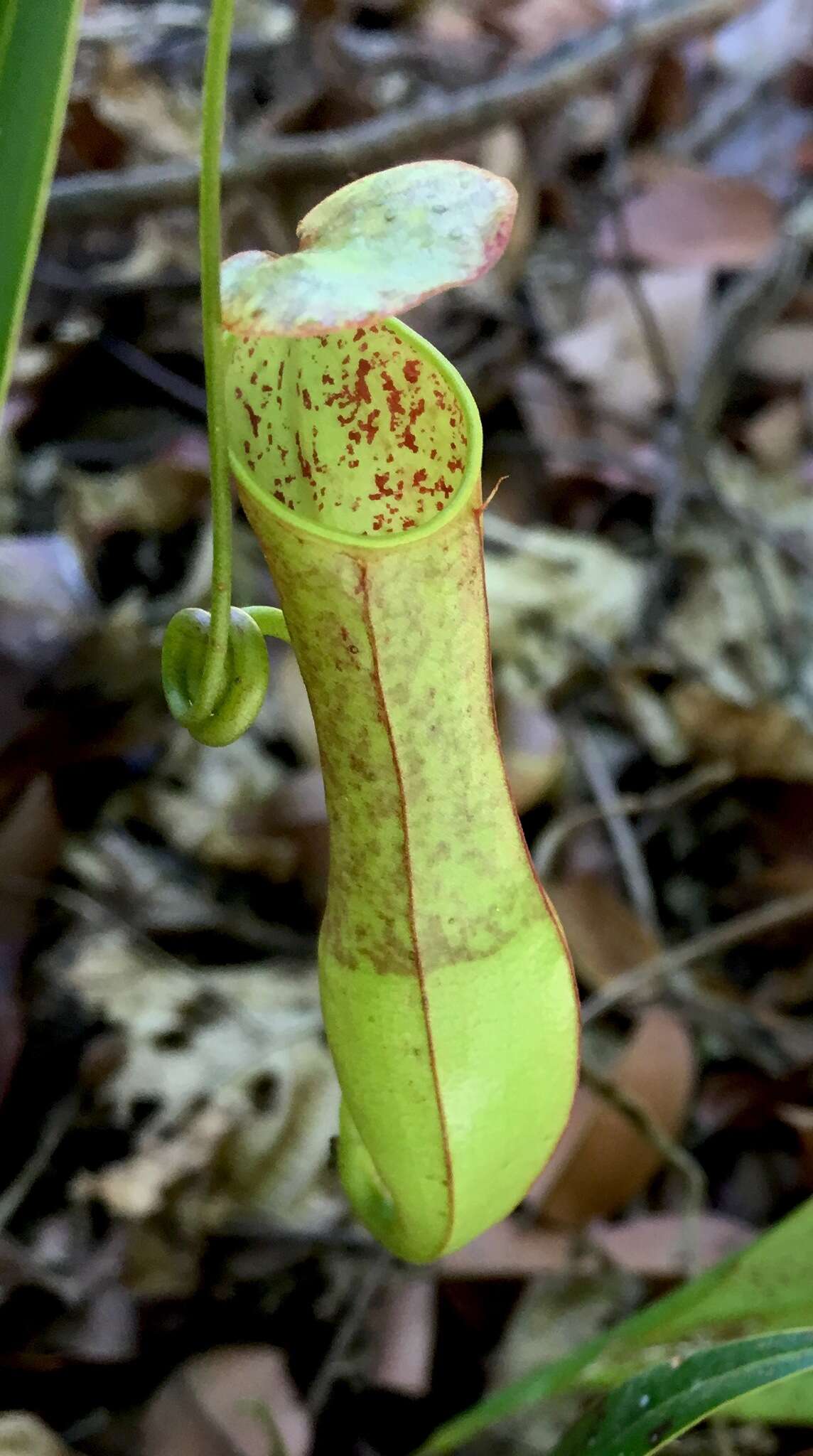 Image of slender pitcher plant
