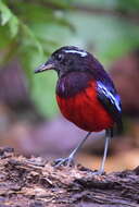 Image of Black-crowned Pitta