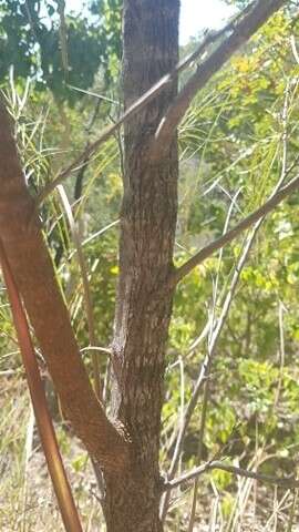 Image of Grevillea parallela Knight