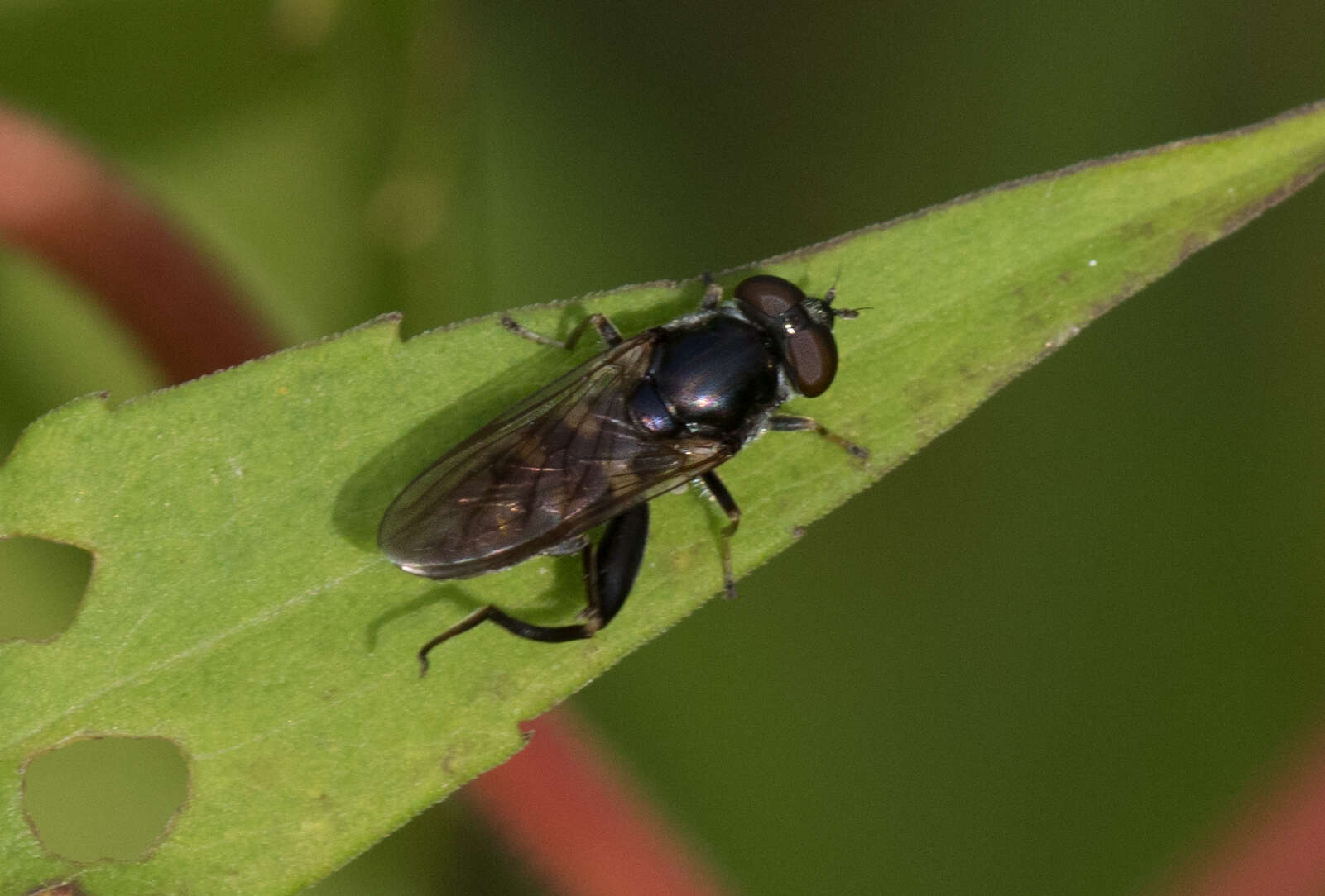 Image of Chalcosyrphus nemorum (Fabricius 1805)