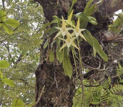 Imagem de Angraecum sesquipedale Thouars