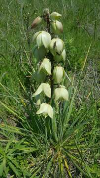 Слика од Yucca arkansana Trel.