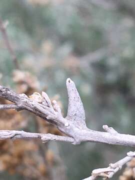 Image of Rhopalomyia lignea Gagne 1983