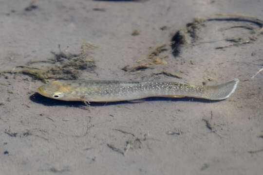 Image of Comanche Springs Pupfish