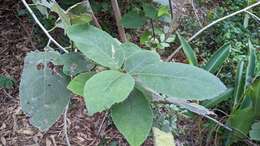 Image of Ehretia dicksonii Hance