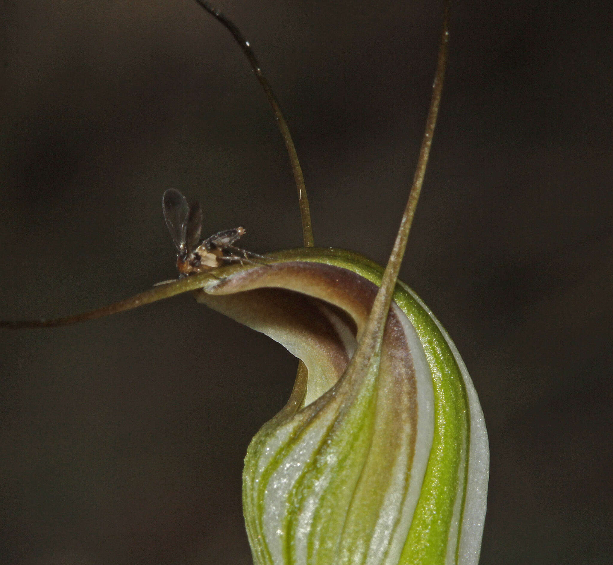 Image of Fisch's greenhood