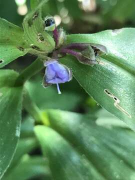 Image of zigzag spiderwort