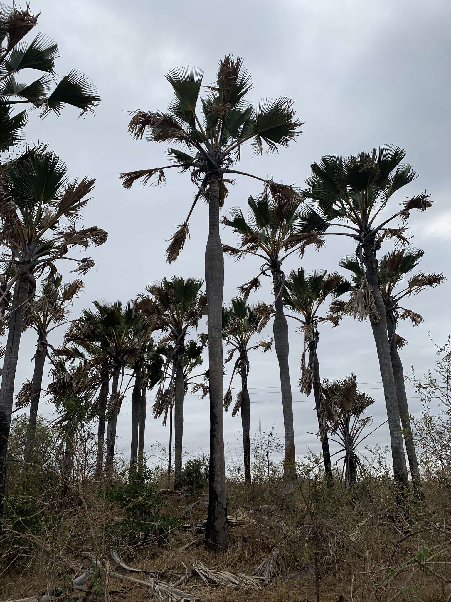 Image of palmyra palm