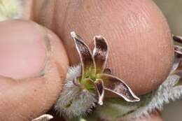 Image of thickstem wild cabbage