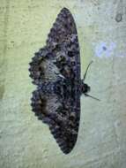 Image of Feigeria scops