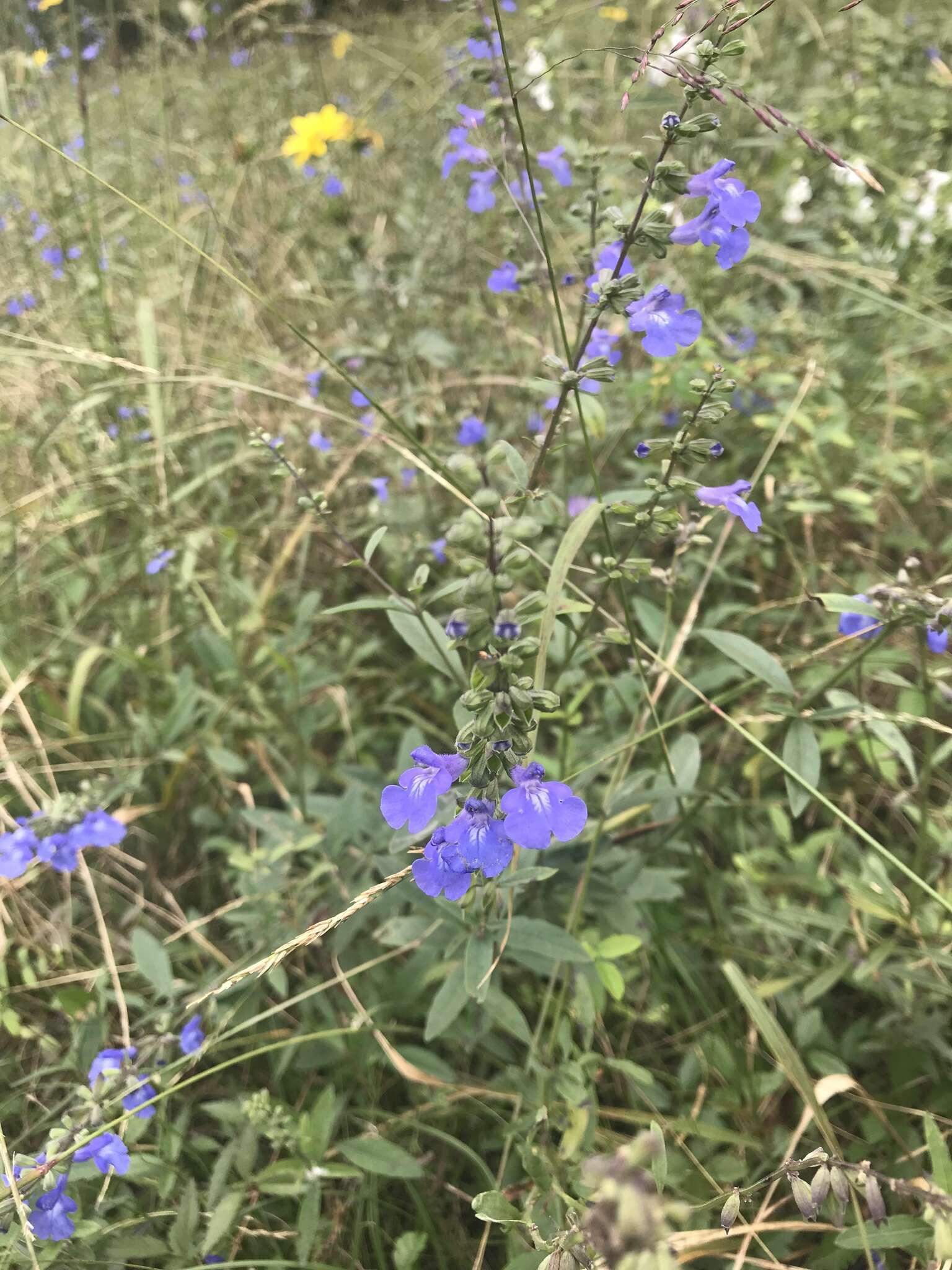 Image of azure blue sage