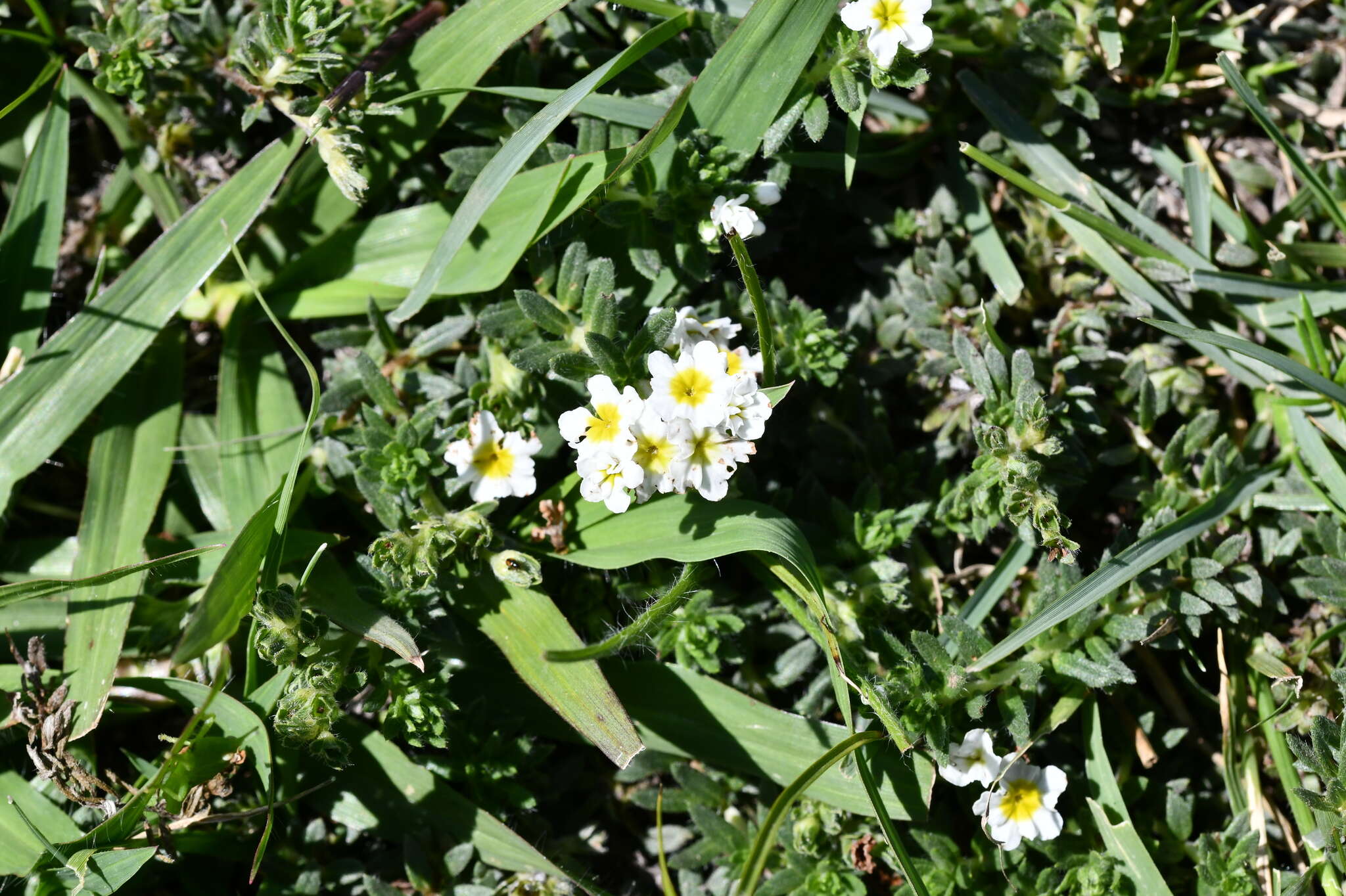 Image of Euploca foliosissima (J. F. Macbr.) J. I. M. Melo