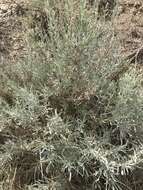 Image of silver sagebrush