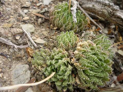 Image of Haworthia herbacea (Mill.) Stearn