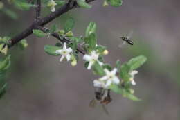 Image of Citharexylum lycioides D. Don