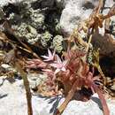 Image of Sedum eriocarpum subsp. spathulifolium 't Hart