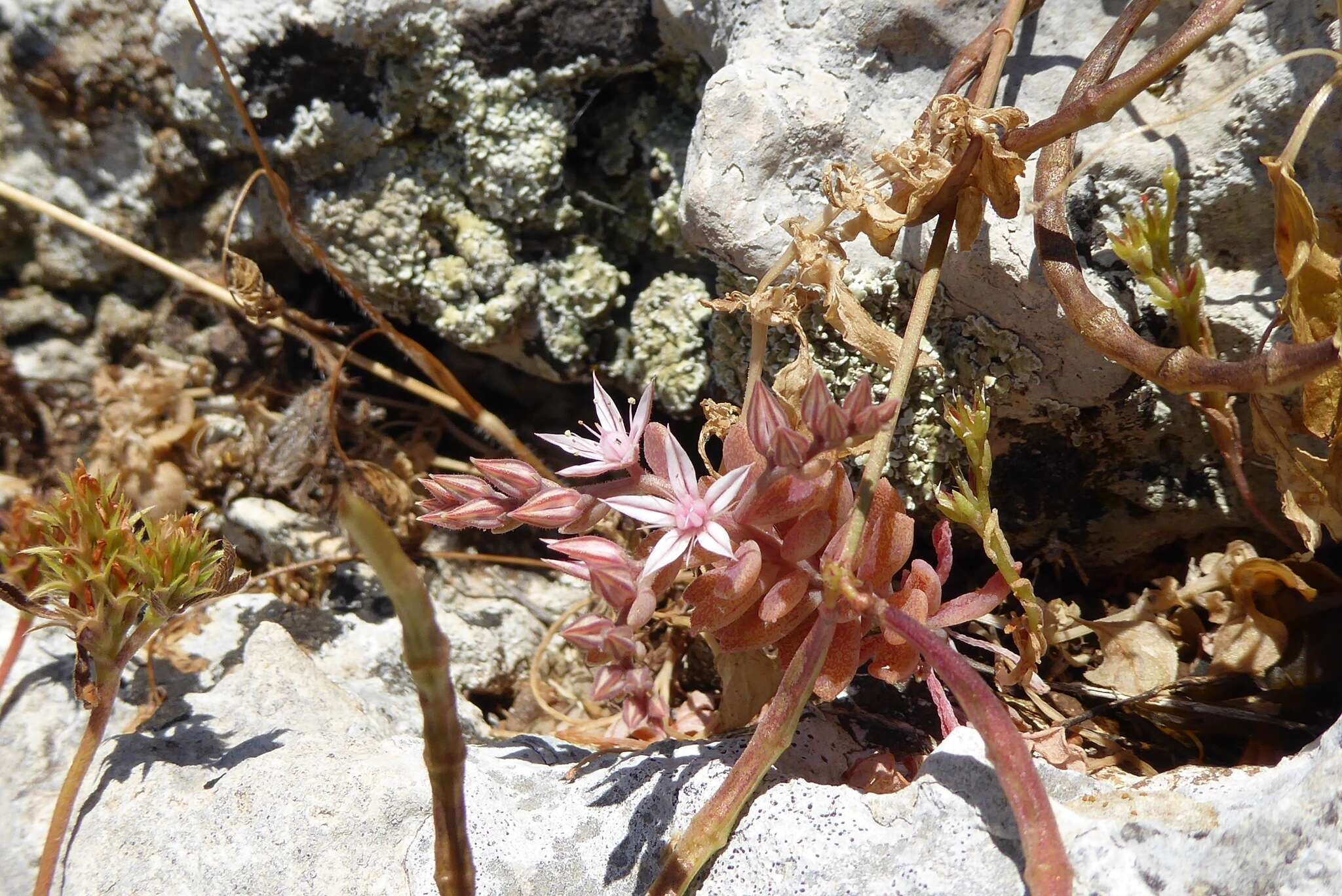 Sivun Sedum eriocarpum subsp. spathulifolium 't Hart kuva