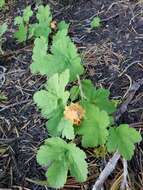 Image of Crater Lake currant