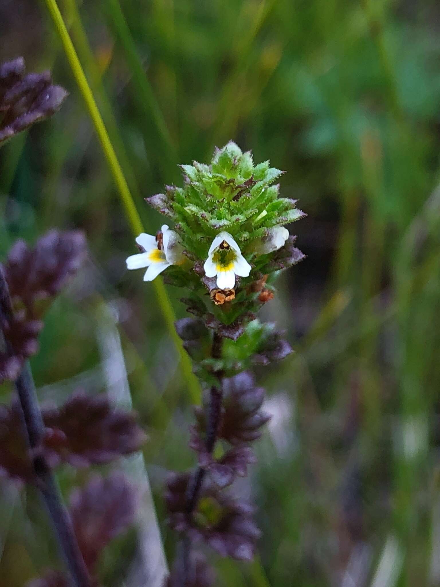 Image of Small Eyebright