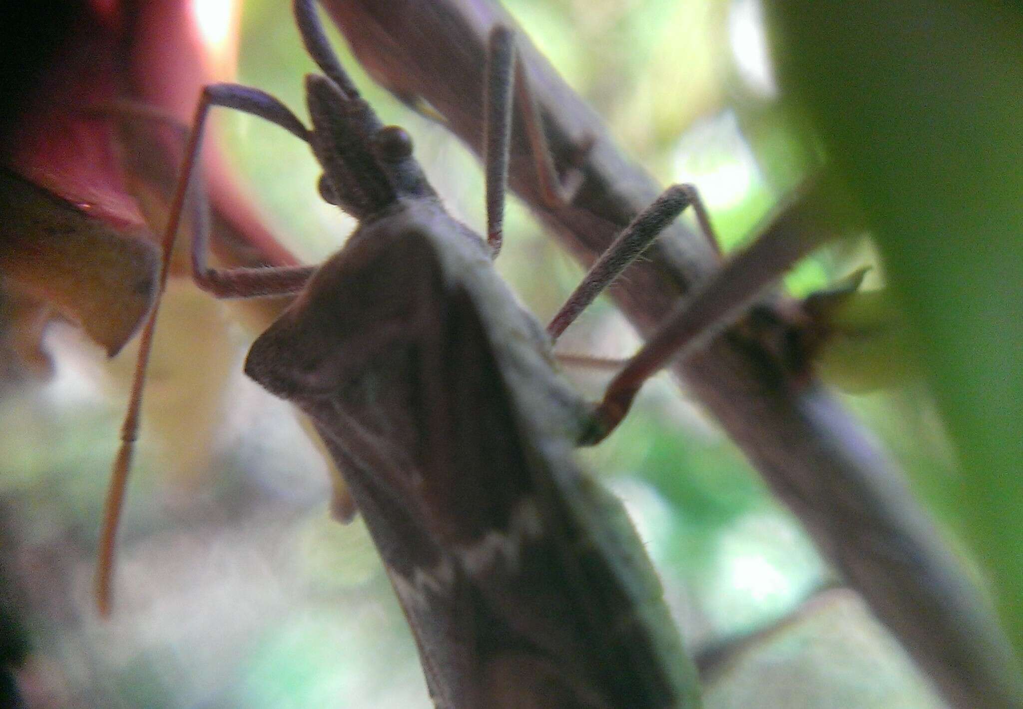 Leptoglossus zonatus (Dallas 1852) resmi