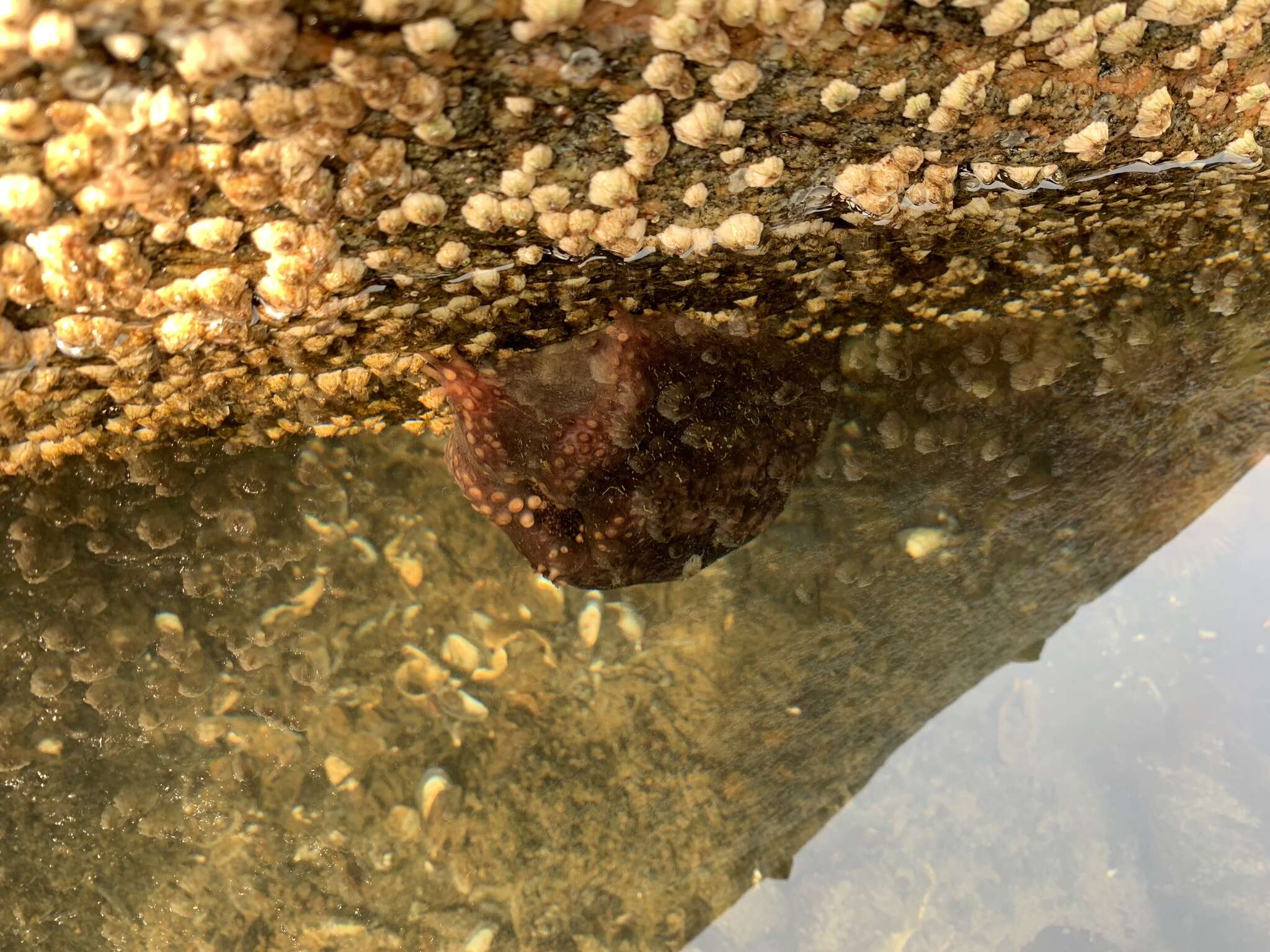 Image of Orange-footed sea cucumber