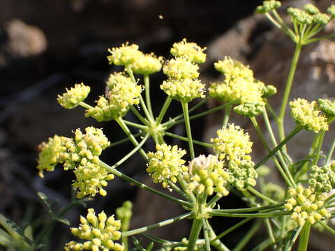 Image of Canaria