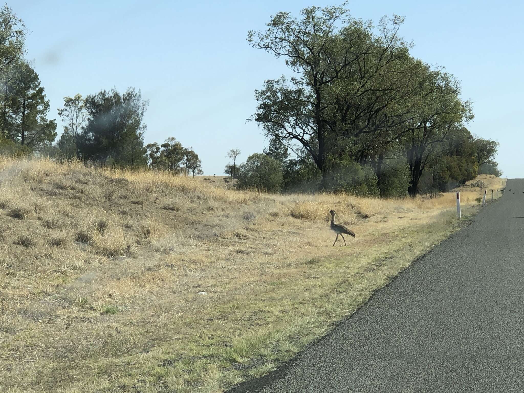 Image of Australian Bustard