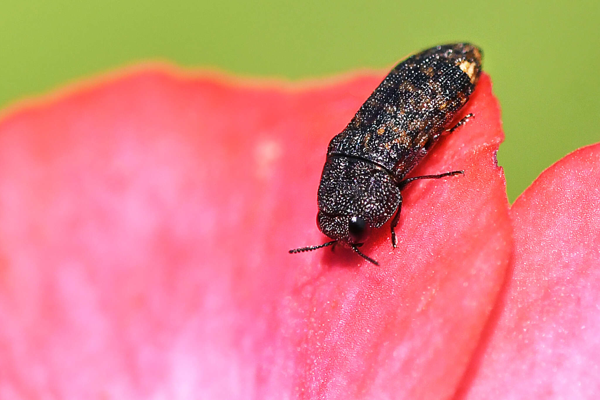 Image of Acmaeodera ruficaudis (De Geer 1778)