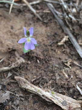 Sivun Viola bicolor Pursh kuva