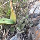 صورة Ceropegia rendallii N. E. Br.