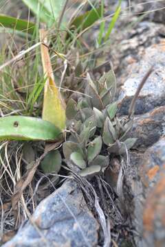 صورة Ceropegia rendallii N. E. Br.