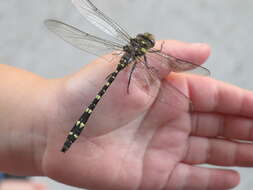 Image of Twin-Spotted Spiketail