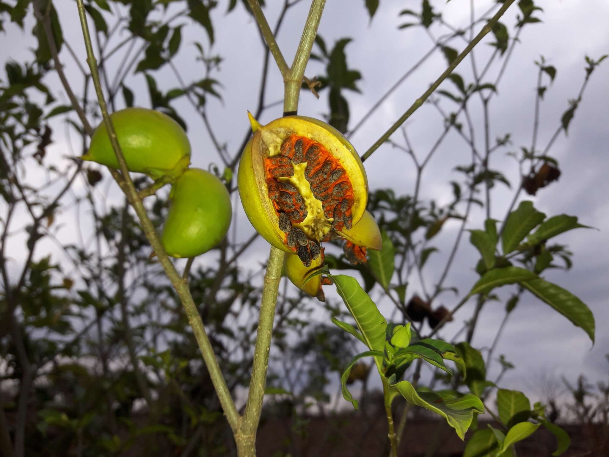 Sivun Tabernaemontana glabra (Benth.) A. O. Simões & M. E. Endress kuva