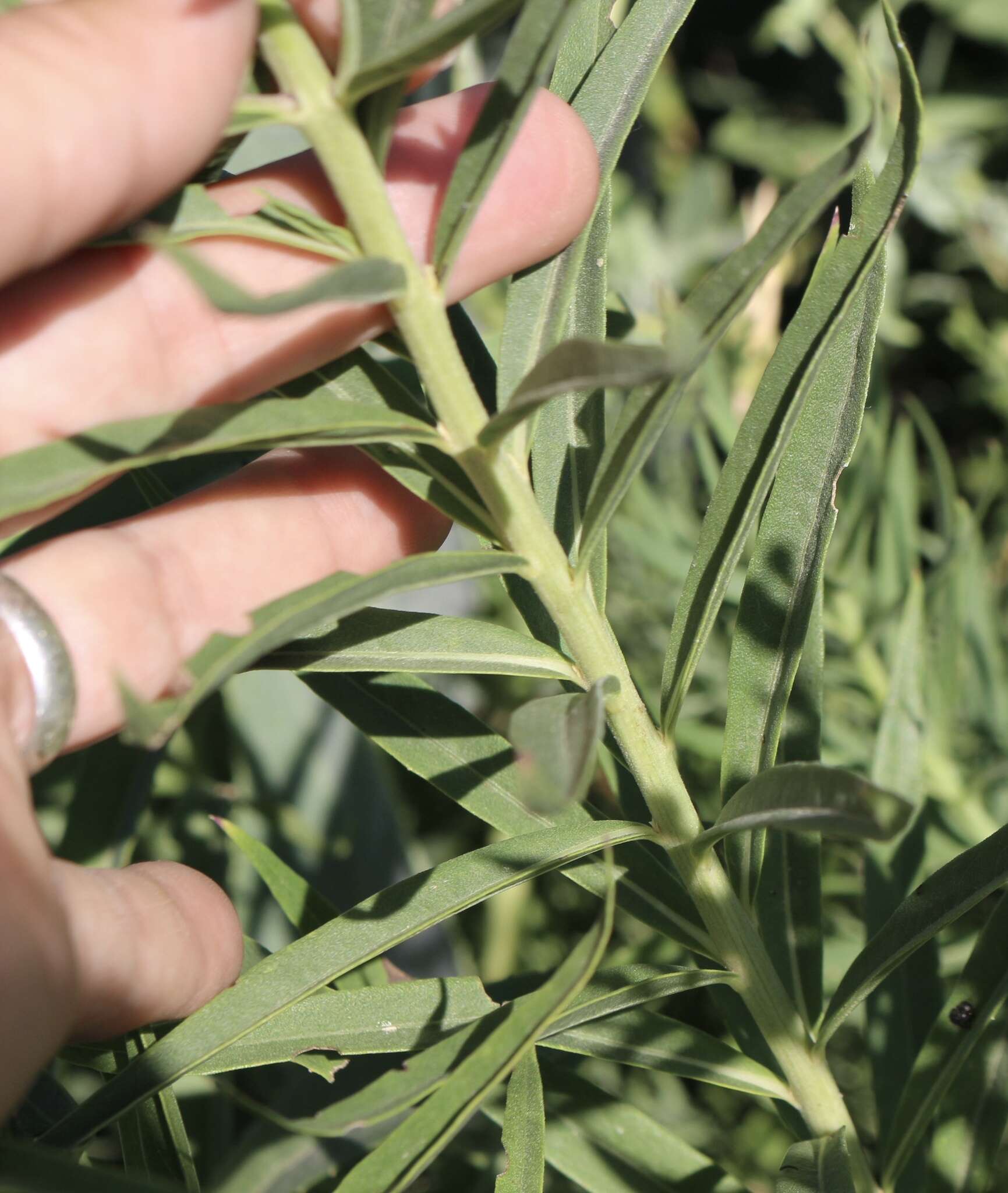 Image of Plains Ironweed