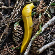 Image of California Banana Slug