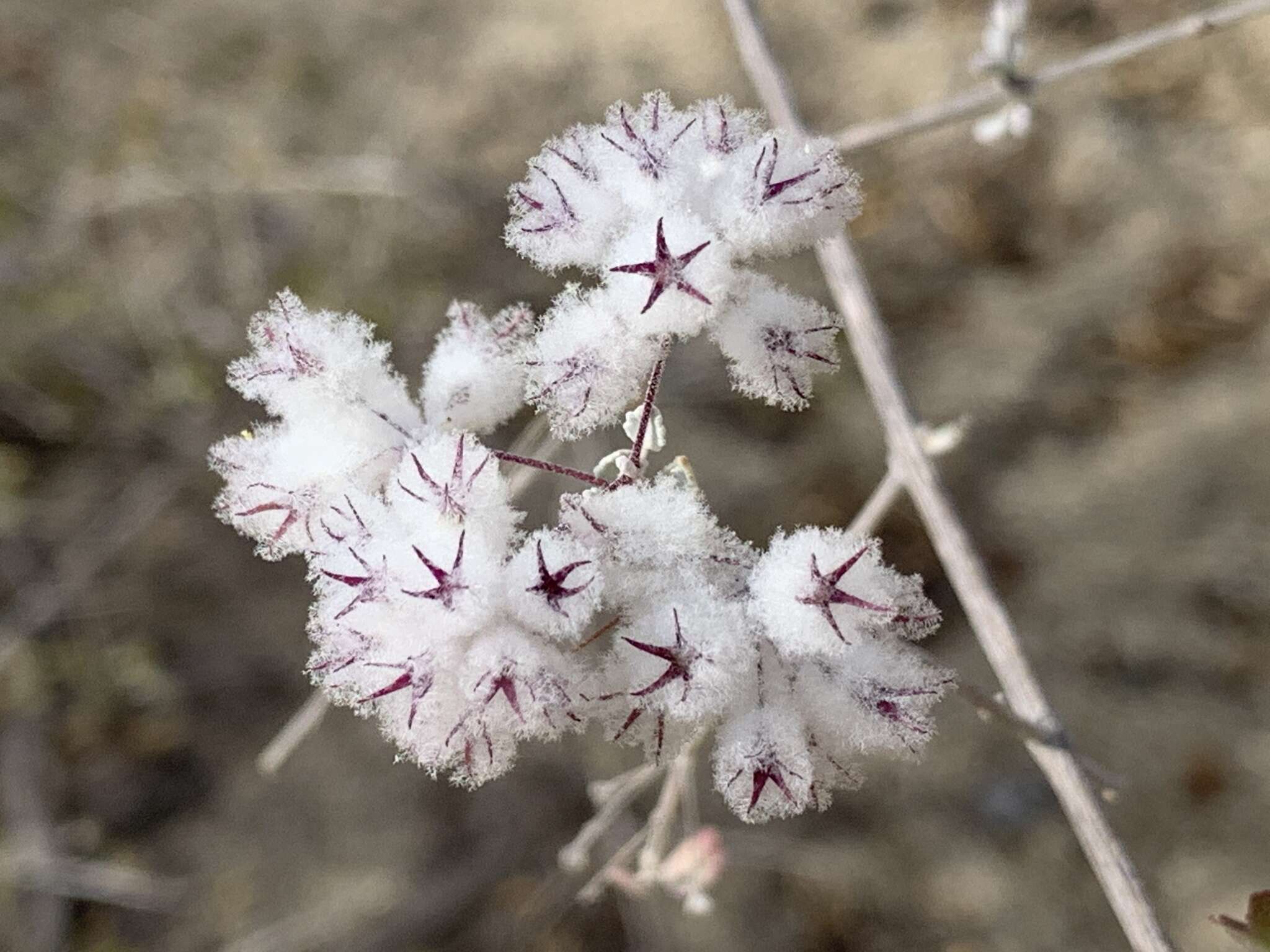 Image of Condea laniflora (Benth.) Harley & J. F. B. Pastore