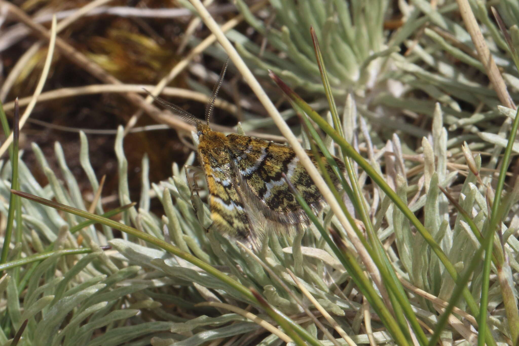 صورة Notoreas paradelpha Meyrick 1883