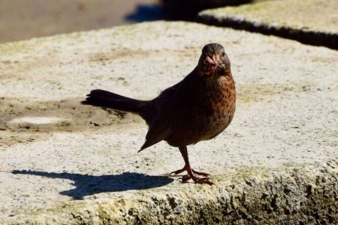 Turdus merula merula Linnaeus 1758的圖片