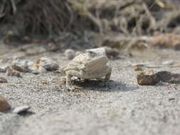 Image of Short-tailed horned lizard