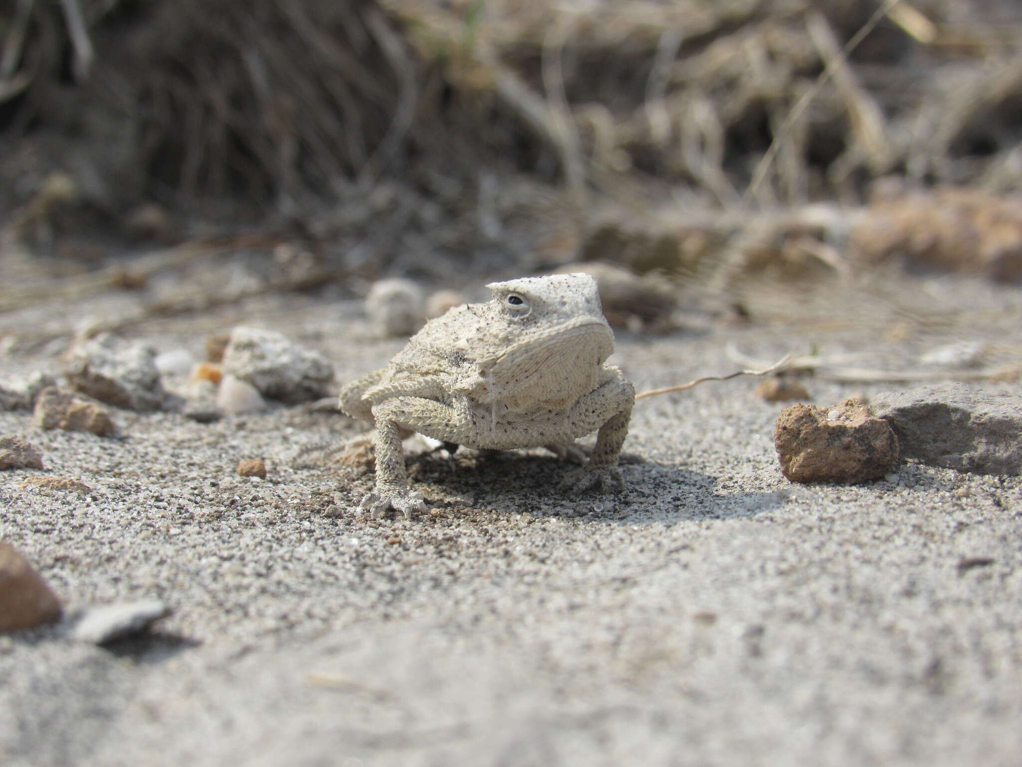 Phrynosoma braconnieri Duméril & Bocourt 1870的圖片