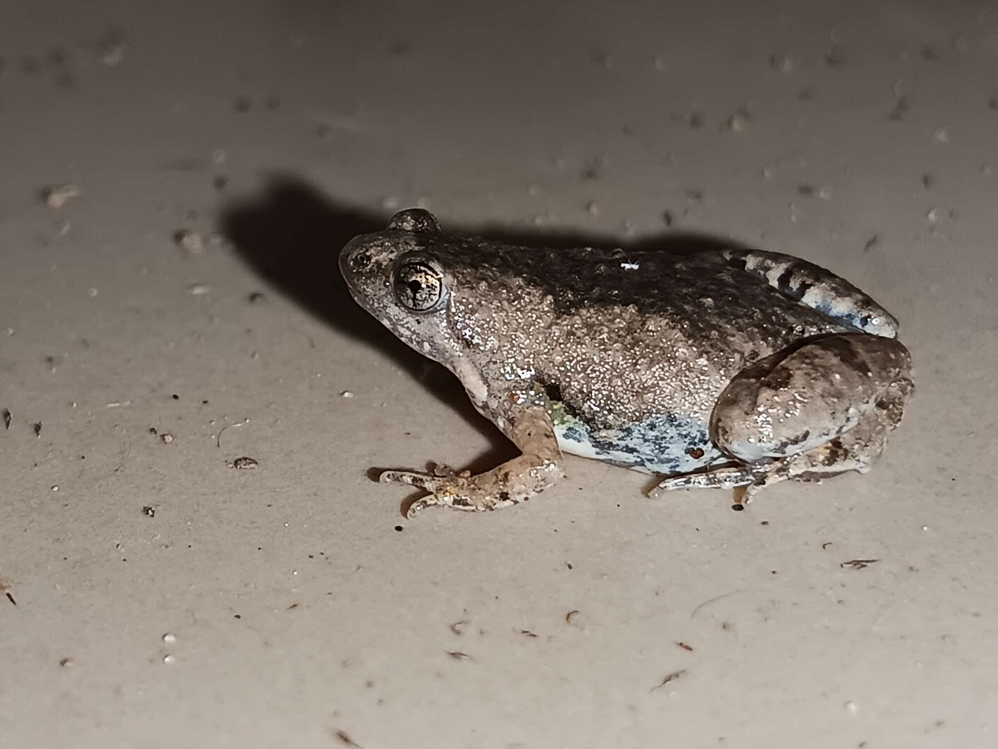 Image of Microhyla nilphamariensis Howlader, Nair, Gopalan & Merilä 2015