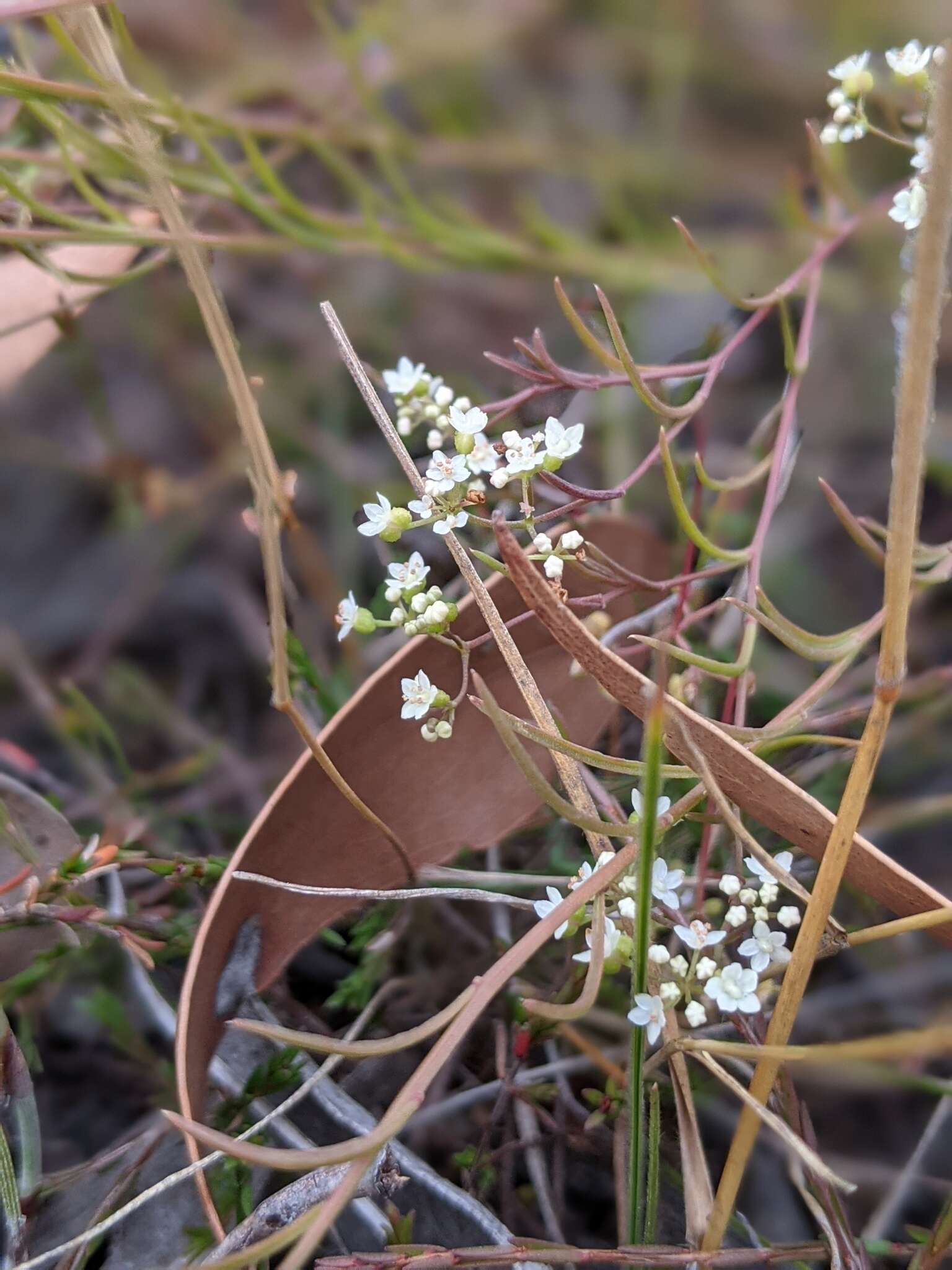 Imagem de Platysace heterophylla var. heterophylla