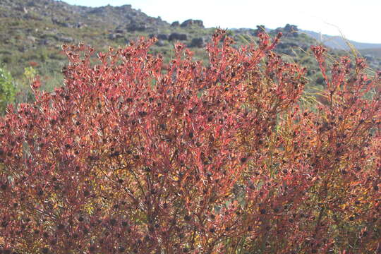 Image of Leucadendron glaberrimum subsp. erubescens I. J. M. Williams