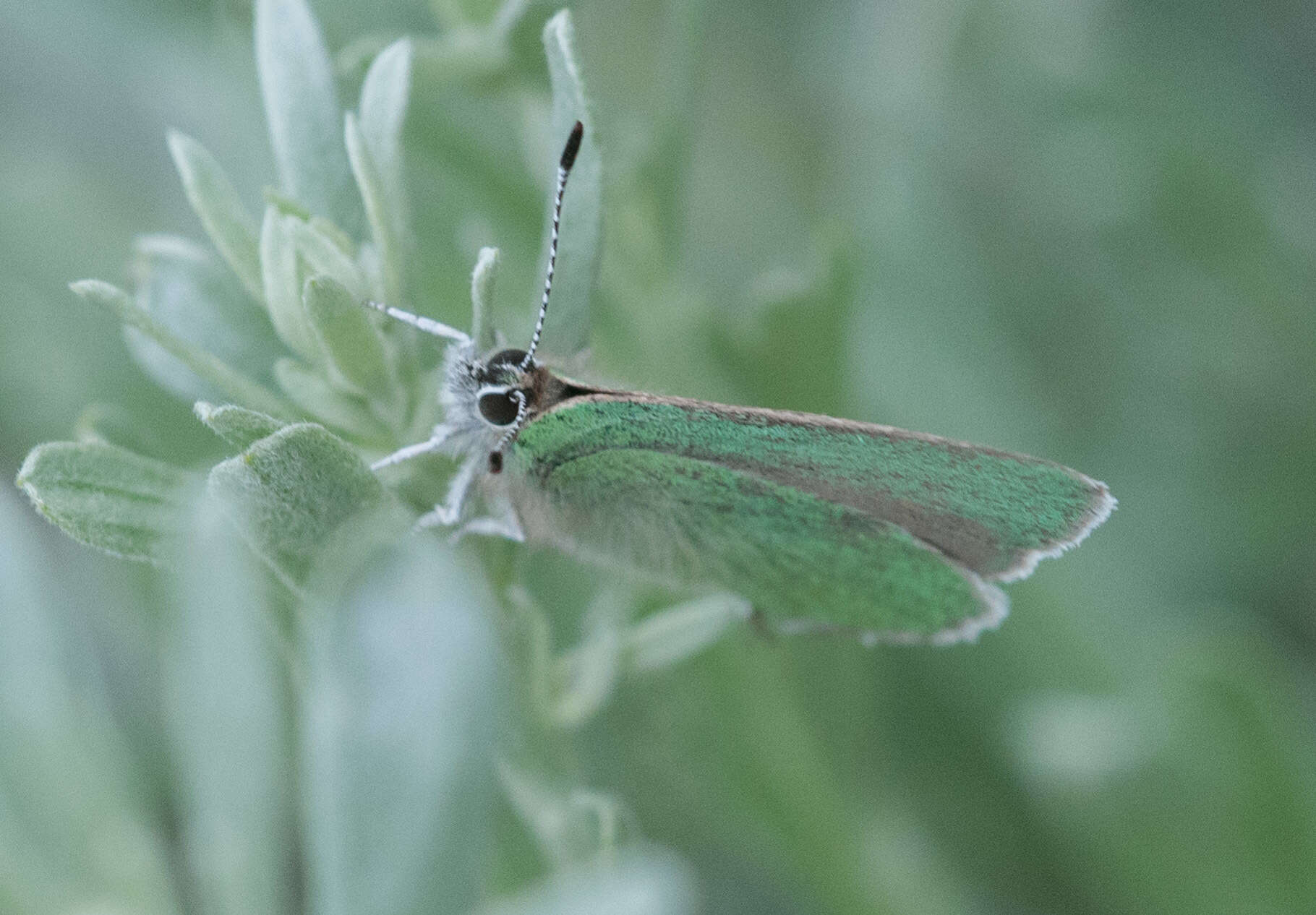 Image of <i>Callophrys <i>affinis</i></i> affinis