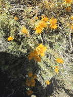 Image of Chuquiraga oppositifolia D. Don