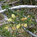 Acacia verticillata subsp. ovoidea (Benth.) Court resmi